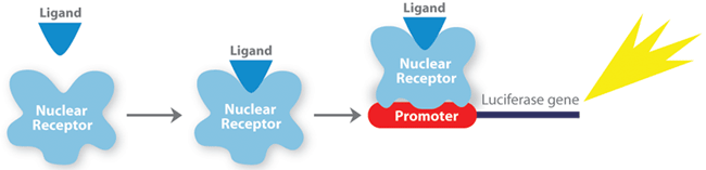 Nuclear receptor functional assay workflow